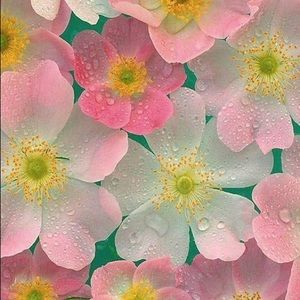 Meet your Posher, Nedal